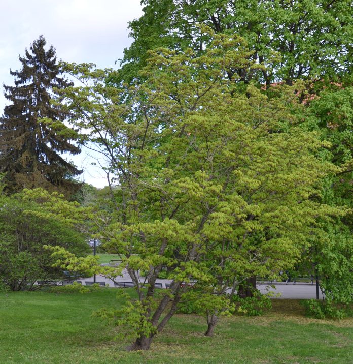 Acer_pseudosieboldianum_Tøyen_Oslo1red