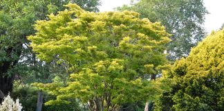 Acer shirasawanum – et busktre med kultivarer og høstfarger i gyllengult