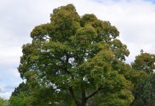 Acer tataricum – vintersterk lønn av fornyet interesse