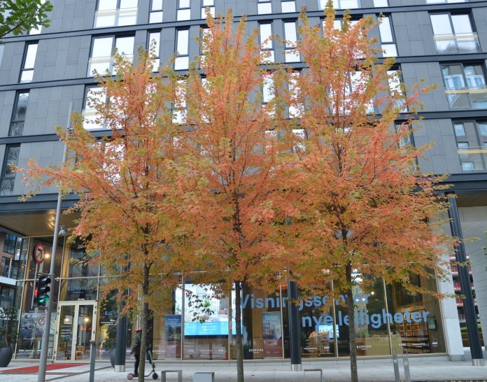 Acer_x_freemanii_Jeffersred_høst_Bjørvika_Oslo2redjust
