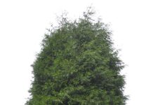 Calocedrus decurrens – en vakker nordamerikansk tujaslektning