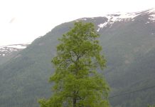 Carya ovata – med trevirke til ski og spiselige nøtter