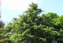 Cedrus deodara – sedertre med opphav i Himalaya