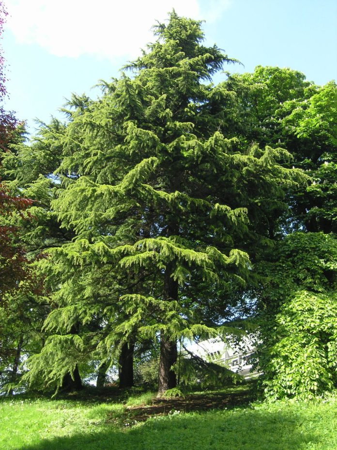 Cedrus_deodara_Bergen1