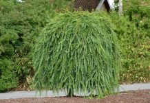 Cedrus deodara ‘Pendula’ – himalayaseder med hengende greiner