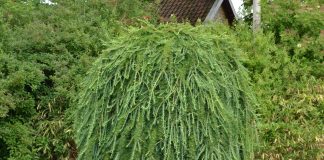 Cedrus deodara ‘Pendula’ – himalayaseder med hengende greiner