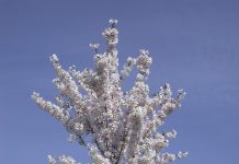 Prunus x schmittii – kirsebær med slank krone og mahognifarget bark