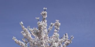 Prunus x schmittii – kirsebær med slank krone og mahognifarget bark