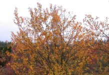 Malus asiatica – med eplefrukter som guloransje perler