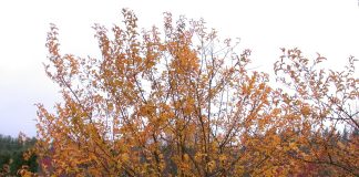 Malus asiatica – med eplefrukter som guloransje perler