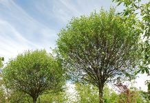 Prunus x eminens ’Umbraculifera’ – kirsebærtrær med kuleformet krone