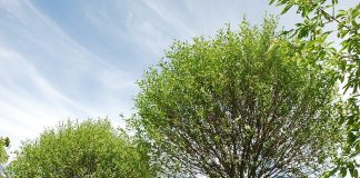 Prunus x eminens ’Umbraculifera’ – kirsebærtrær med kuleformet krone