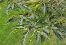 Fagus sylvatica ‘Aspleniifolia’ – bøk med lappete eller flikete blader