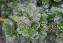 Fagus sylvatica ‘Rotundifolia’ – bøk med små, runde blader