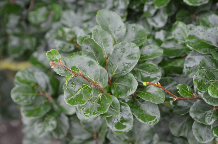 Fagus_sylvatica_Rotundifolia_Nederland_just