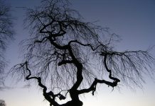 Fraxinus excelsior ‘Pendula’ – ask med hengende greiner