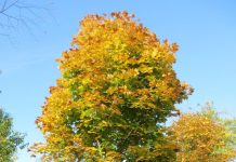 Acer platanoides ‘Columnare’ – spisslønn med kompakt krone