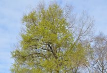 Populus koreana – først ut med duftende poppelblader om våren