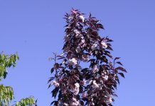 Prunus serrulata ’Royal Burgundy’ – prydkirsebær med rødt bladverk