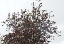Prunus virginiana ‘Shubert’ – hegg som skifter bladfarge