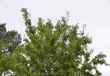 Rhamnus cathartica – viltvoksende, men vertplante for rustsopp