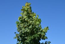 Tilia ’Odin’ – lind med kraftig vekst og friskt bladverk