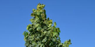 Tilia ’Odin’ – lind med kraftig vekst og friskt bladverk