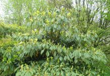 Trochodendron aralioides – små, alltidgrønne trær med gule hjulblomster