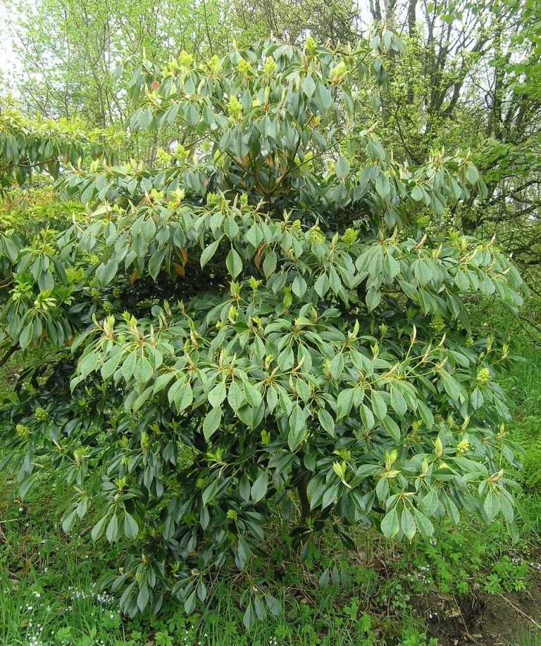 Trochodendron aralioides – små, alltidgrønne trær med gule hjulblomster