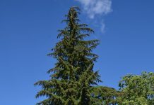 Tsuga canadensis – elegante barplanter for parker og fjellhager