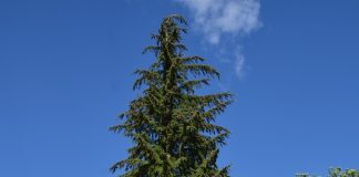 Tsuga canadensis – elegante barplanter for parker og fjellhager