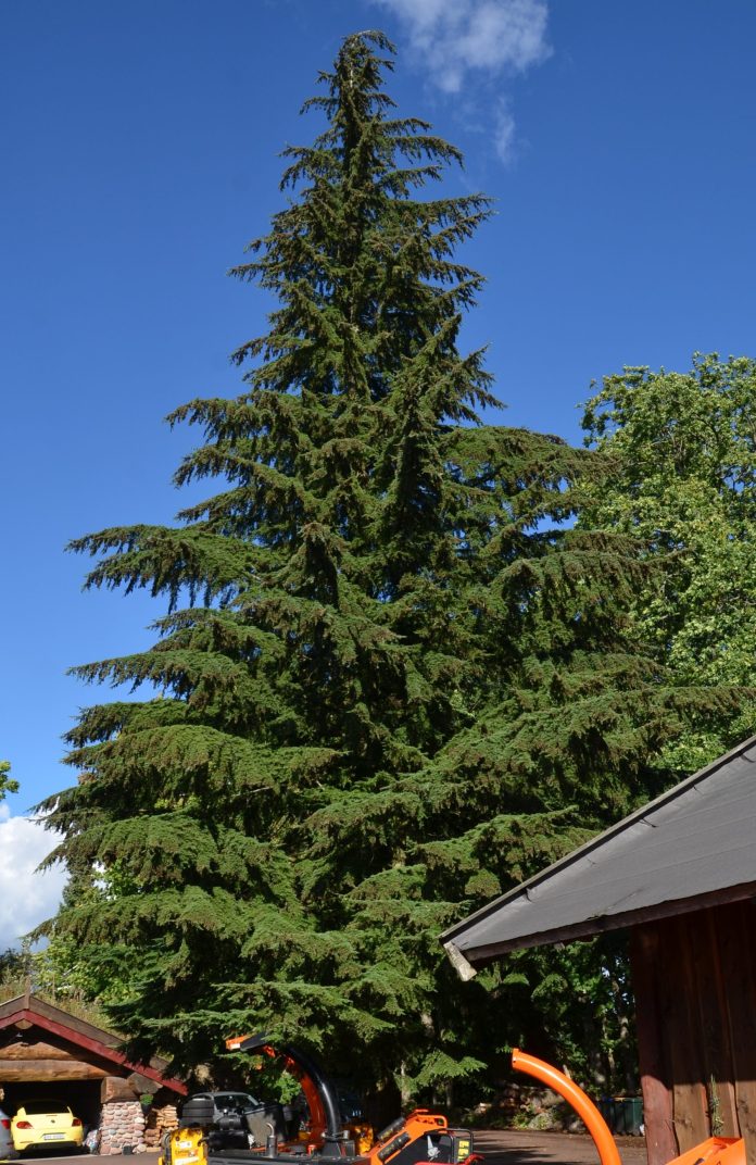 Tsuga_canadensis_fjellform__Melsomvik1red