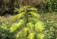 Wollemia nobilis – et «levende fossil» fra Australia