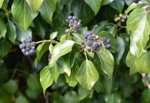 Ny serie i park & anlegg – «Fra trærnes ABC»