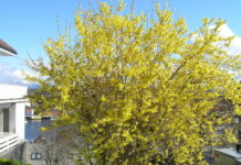 Trær og busker med dekorative blomster om våren