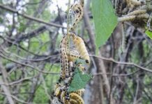 Kraftige angrep av spinnmøll