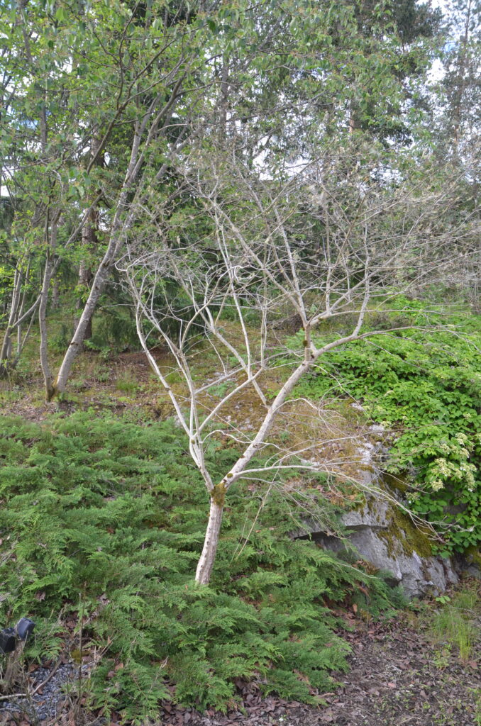 Europabeinved (Euonymus europaeus) er intet vakkert syn etter at spinnmøll-larver har forsynt seg av alt som er av friskt bladverk. Foto: Ole Billing Hansen