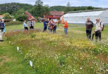Fra grasmark til blomstereng