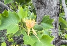 Tulipantreet blomstrer i Morgensolbakken