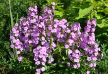 Fargerik seinsommerblomstring