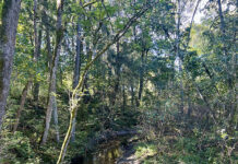 Fra bekkeåpning til bekkerestaurering – vann på ville veier