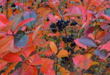 Tema: Forskrift om fremmede organismer – del 2