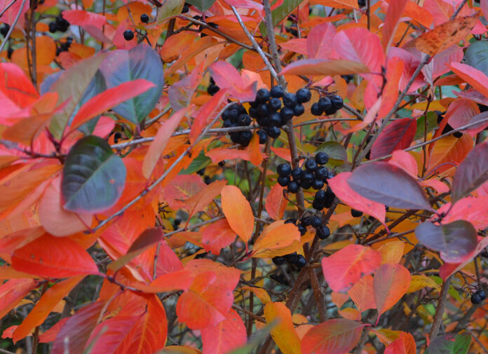Aronia_mitschurinii_høst_Enningdal2 kopi