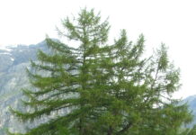 Larix decidua – høstgylne trær fra europeiske fjell
