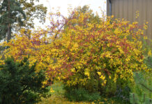 Tema: Forskrift om fremmede organismer – del 1