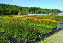 Vxtr framsnakker norske villplanter og norsk produksjon