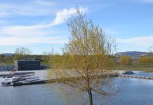 Salix alba – kultivarer med fargerike vinterkvister