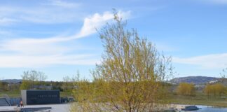 Salix alba – kultivarer med fargerike vinterkvister