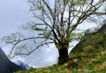 En guide til «Norsk rødliste for arter»