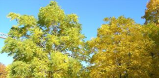 Juglans nigra – valnøtt-trær med mørk bark og verdifullt virke